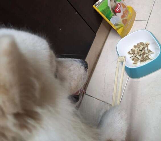 "איך עושים עם המקלות שזה לא ייכנס לי לעין?". גוסט מתרגל צ'ופסטיקס // צילום: ספיר טל